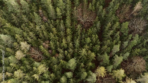 drone top shot flight over forest near Schwarzburg in Germany photo