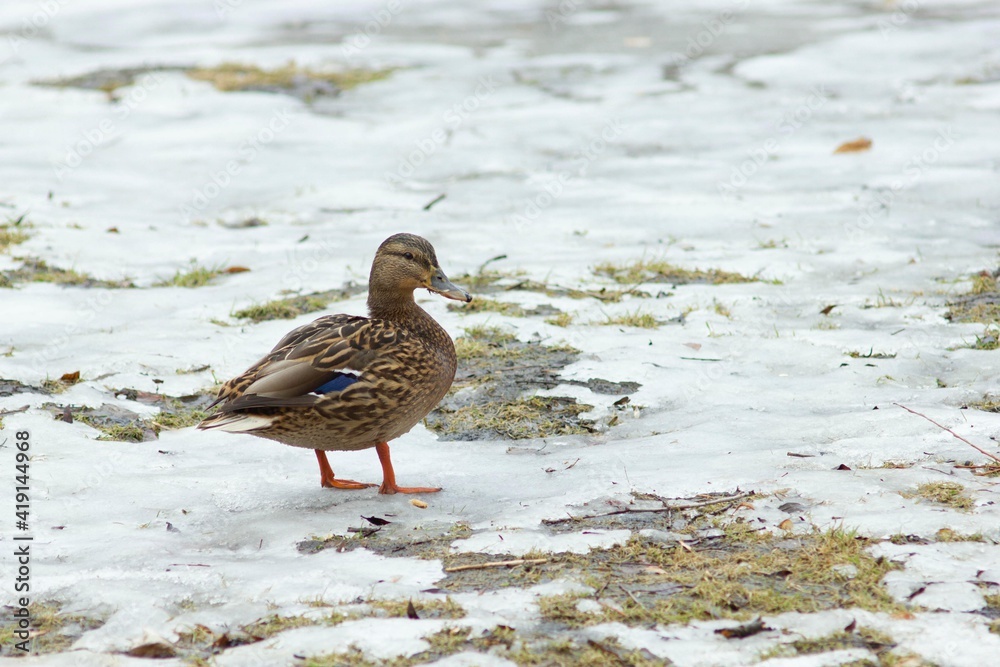 wild female duck on a snow covered swamp in the winter in Ukraine wild female duck on a snow covered swamp in the winter in Ukraine
