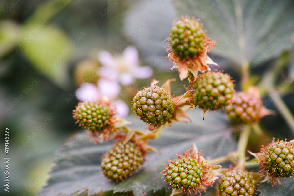 Closeup of unripe green blackberries growing in the garden. Closeup of unripe green blackberries growing in the garden.