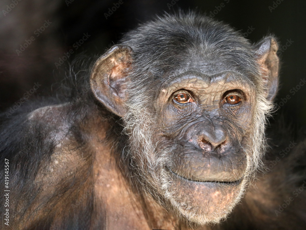 Close up portrait of black Chimpanzee Close up portrait of black Chimpanzee