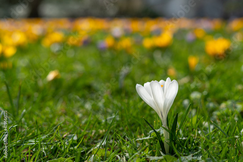 fleurs blanches crocus signe de retour du printemps devant une pelouse recouverte d autres fleurs 