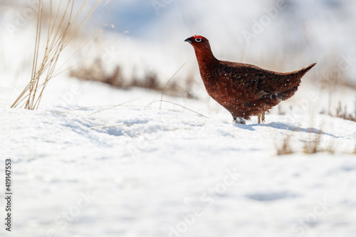 Fotografie, Tablou red grouse