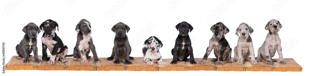 Fototapeta premium Panorama of nine puppies of Harlequin colored Great Dane Dog or German Dog, the largest dog breed in the world sitting isolated in white