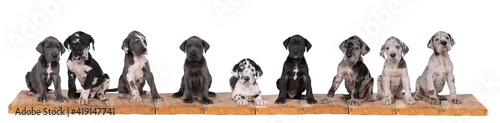 Panorama of nine puppies of Harlequin colored Great Dane Dog or German Dog, the largest dog breed in the world sitting isolated in white © Leoniek