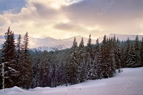 Dense forest of spruce trees strewn with snow and a beautiful glow of the sun in the clouds.