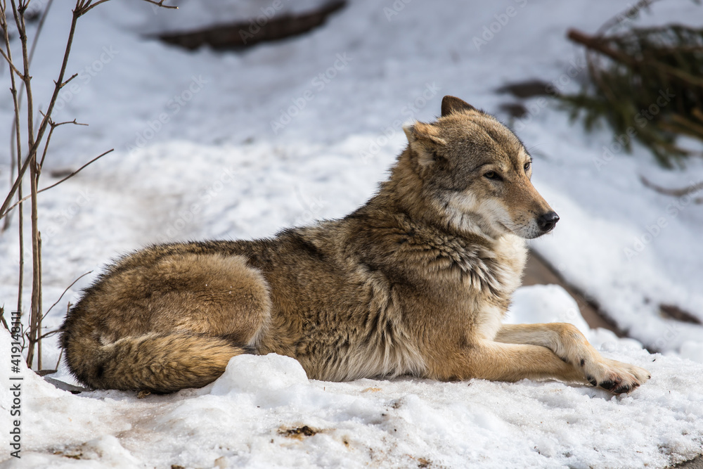 Fototapeta premium Portrait of a gray wolf. Externally, the gray wolf is very similar to an ordinary dog, that is not surprising because these animals have a common ancestor. However, the wolf looks much bigger.