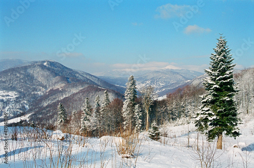 Slender spruce trees on a background of snow-capped mountains of the Carpathians with a blue sky. In Ukraine.
