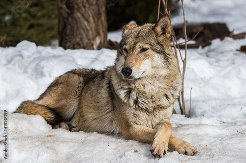 Portrait of a gray wolf. Externally  the gray wolf is very similar to an ordinary dog  that is not surprising because these animals have a common ancestor. However  the wolf looks much bigger.