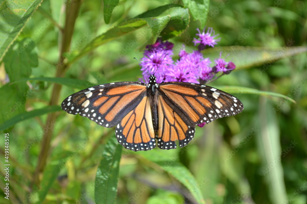 Monarch butterfly