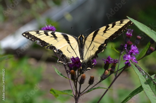 tiger swallowtail