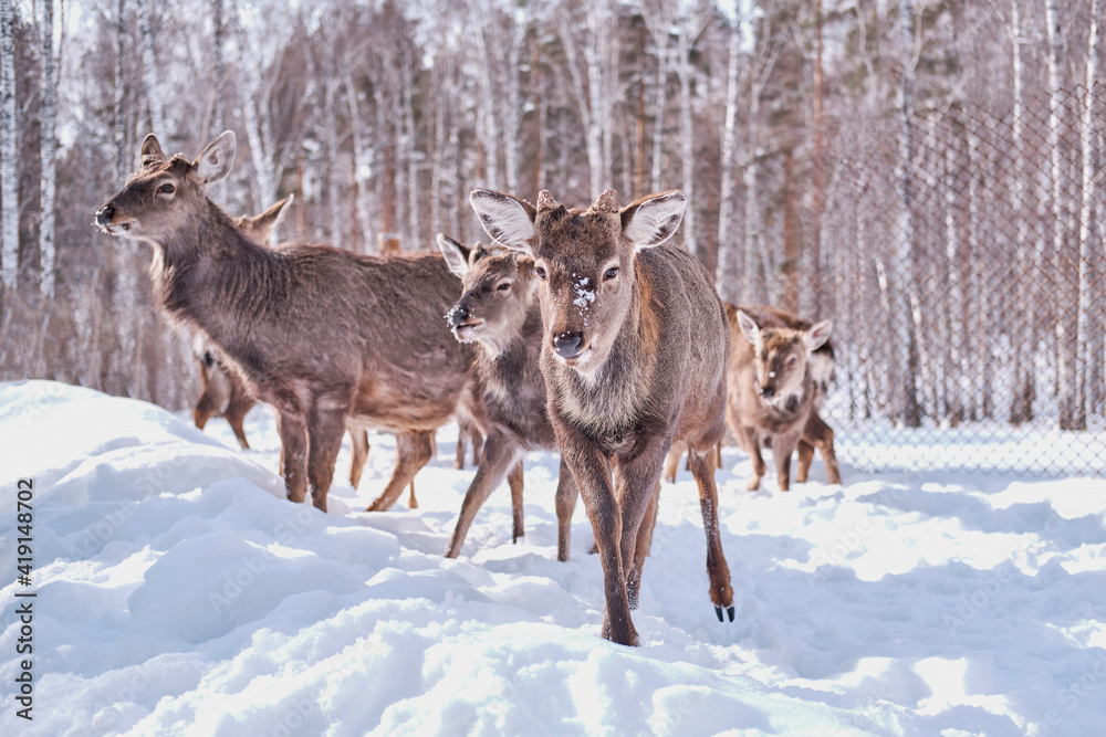 Spotted deer on a farm on a background of winter forest. Spotted deer on a farm on a background of winter forest.