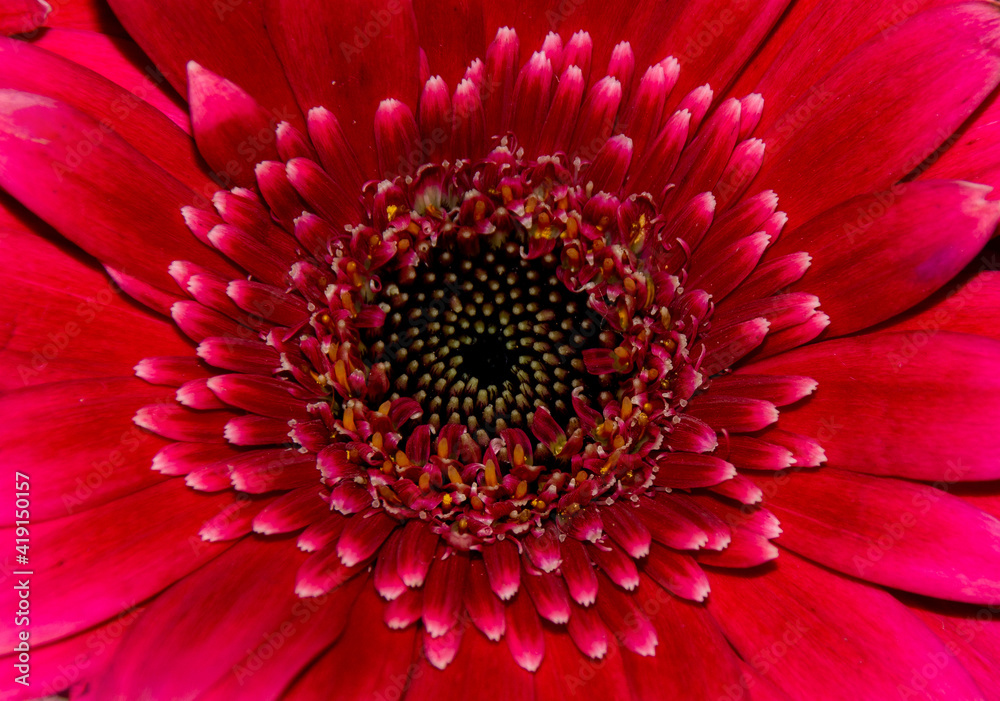 a close-up with a red Gerbera flower