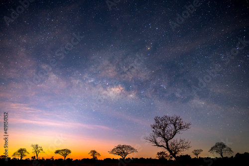 Fototapeta Naklejka Na Ścianę i Meble -  Milky way with stars,silhouette tree in africa with sunrise.Tree silhouetted against a setting sun.Dark tree on open field dramatic sunrise.Typical african sunset with acacia trees in Masai Mara,Kenya