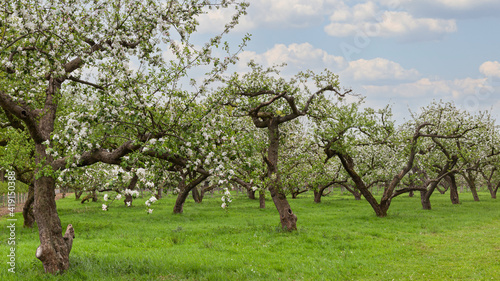 Flowering fruit trees in the Dutch countryside in springtime. 
