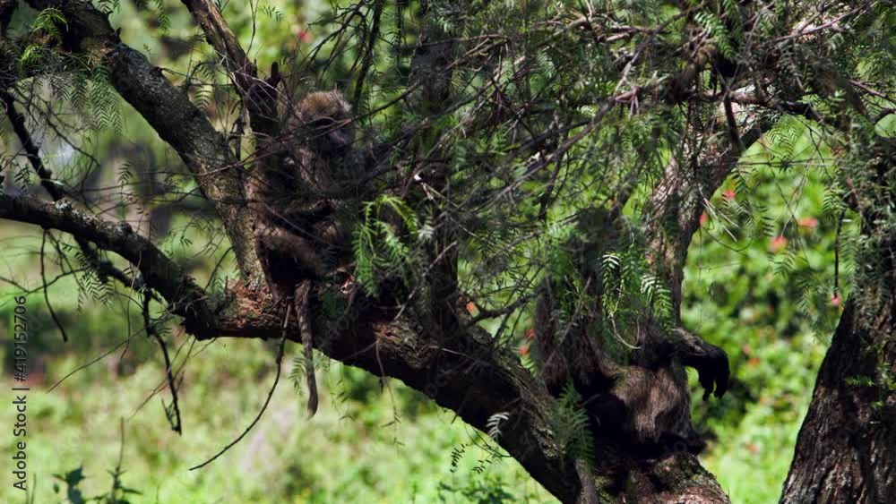 One small vervet monkey (Chlorocebus pygerythrus) is going through a second vervet monkey's fur with its fingers on a branch of a large tree. The monkeys like lazing in the hot Kenyan sun in groups. One small vervet monkey (Chlorocebus pygerythrus) is going through a second vervet monkey's fur with its fingers on a branch of a large tree. The monkeys like lazing in the hot Kenyan sun in groups.