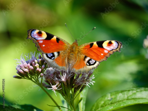butterfly sitting on flower head
