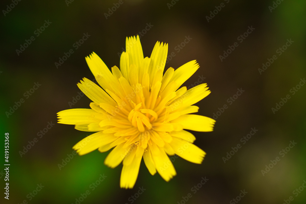 yellow flower with many yellow petals. out of focus background and selective focus and bokeh effect yellow flower with many yellow petals. out of focus background and selective focus and bokeh effect