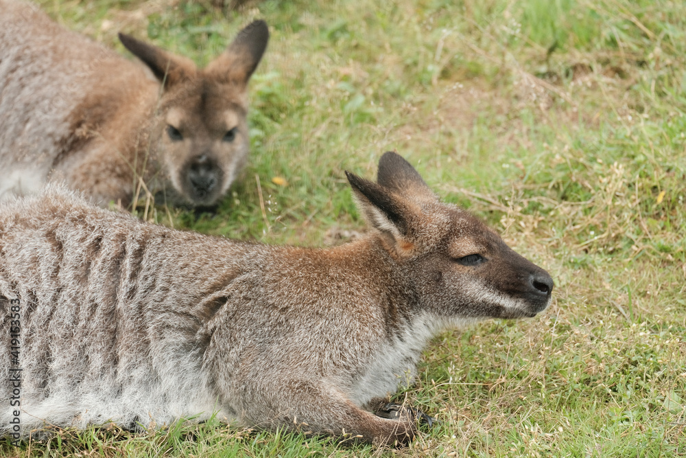 Two wallabies relaxing daydreaming on grassy lawn Two wallabies relaxing daydreaming on grassy lawn