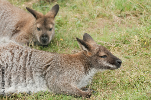 Two wallabies relaxing daydreaming on grassy lawn