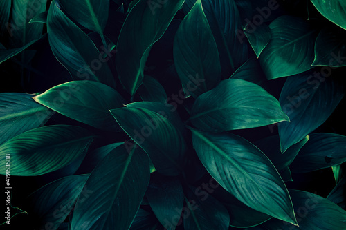 Abstract green leaves texture, nature background, tropical leaves