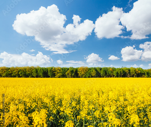 Yellow canola field and blue sky on sunny day. Location rural place of Ukraine, Europe.