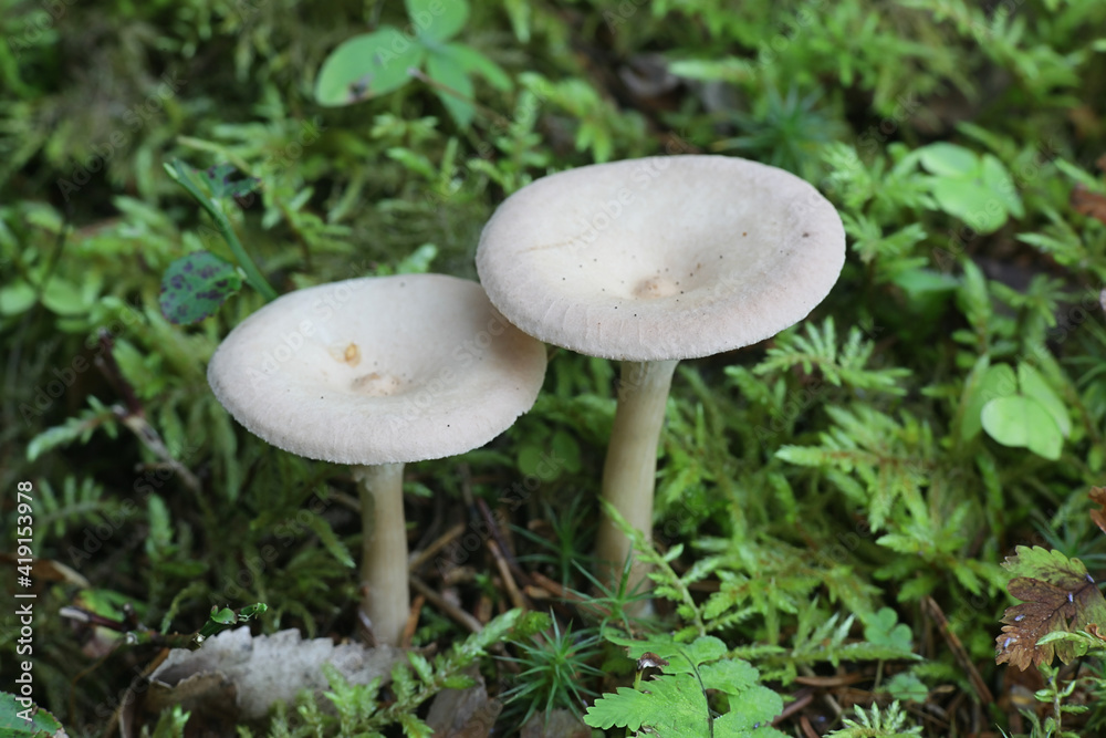 Infundibulicybe catinus, also known as Clitocybe catinus, a funnel mushroom from Finland with no common English name Infundibulicybe catinus, also known as Clitocybe catinus, a funnel mushroom from Finland with no common English name