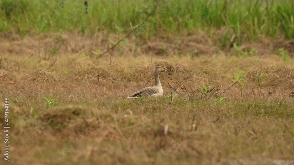 Greylag Goose, Anser anser, Bueng Boraphet, Nakhon Sawan, Thailand; seen from its back in the middle of brown dying grass in summer, looking to right then shakes its head. Greylag Goose, Anser anser, Bueng Boraphet, Nakhon Sawan, Thailand; seen from its back in the middle of brown dying grass in summer, looking to right then shakes its head.