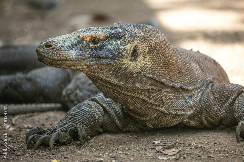 Komodo Dragon wnadering freely in Komodo National Park of East Indonesia.