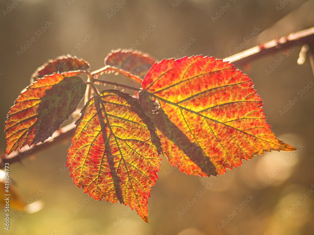Obraz premium autumn leaves in the sun