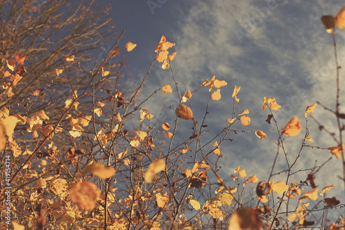 Autumn abstract background with yellow leaves on branches