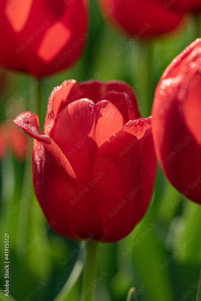 fresh red tulips in sunlight, low angle fresh red tulips in sunlight, low angle