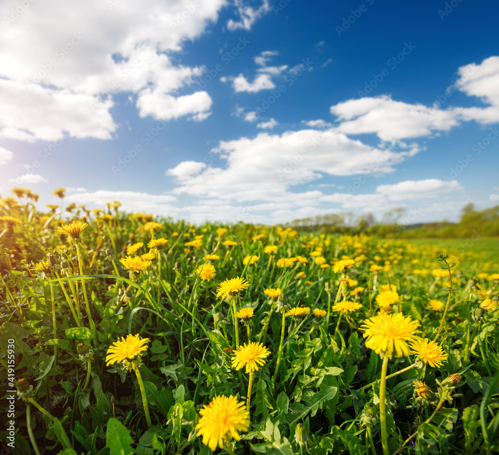 Spring field with yellow dandelions in bright sunny day.