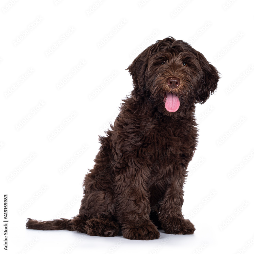 Adorable dark brown Cobberdog aka Labradoodle pup, sitting side ways with tongue out. Looking towards camera. Isolated on white background.