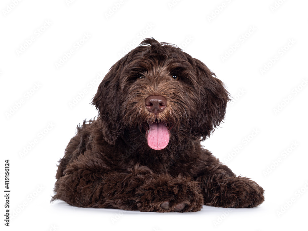 Adorable dark brown Cobberdog aka Labradoodle pup, laying down facing front with tongue out. Looking towards camera. Isolated on white background.