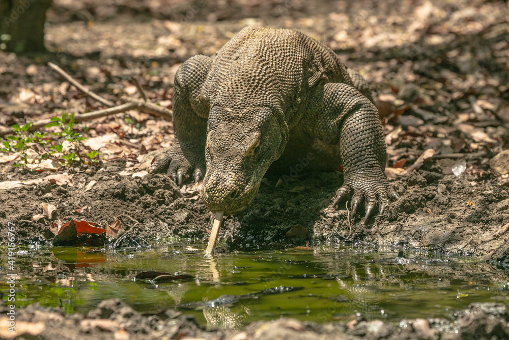 Obraz premium Komodo Dragon wnadering freely in Komodo National Park of East Indonesia.