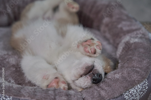 Pembroke Welsh Corgi puppy sleeping in a basket