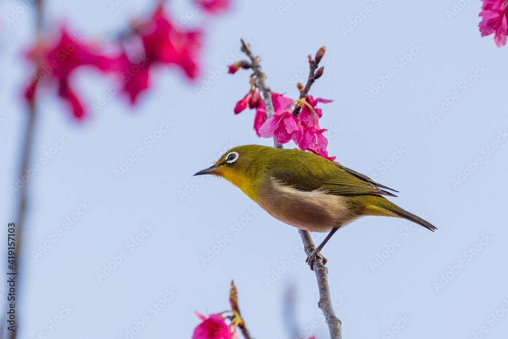 春の梅の枝に止まとまるメジロ