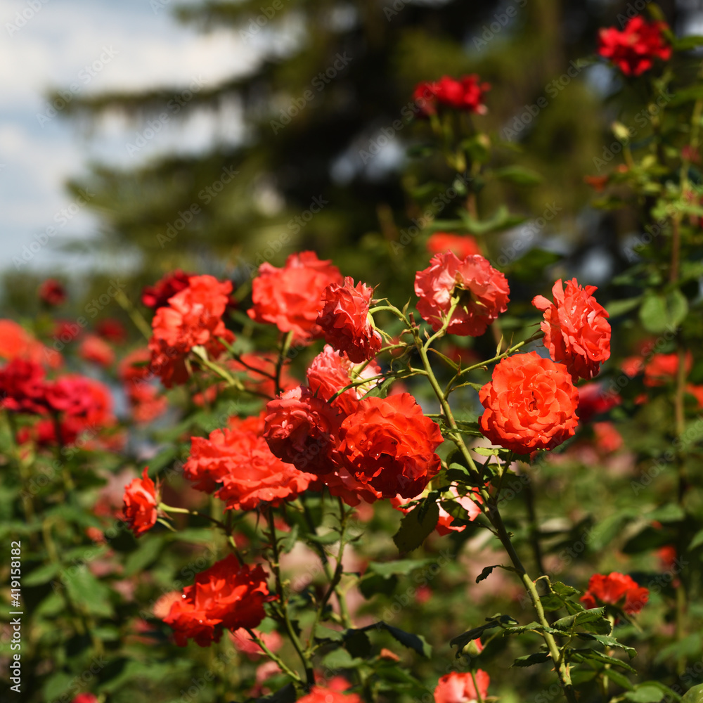 Red Rose.