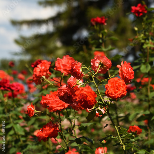 Red Rose. © Sergei