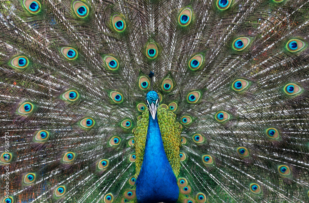 Obraz premium animal, background, beak, beautiful, beauty, bird, blue, bright, color, colorful, feather, feathers, green, head, male, nature, pattern, peacock, peafowl, plumage, tail, tropical, vibrant, wild, wildl