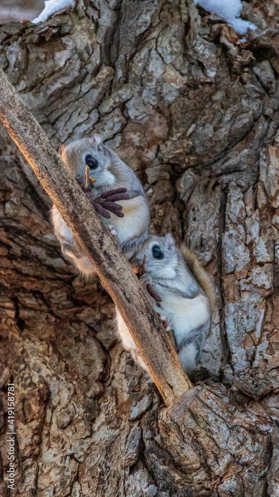 Obraz premium エゾモモンガ ２匹並ぶ