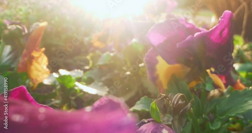 detailed extreme close-up of pansy flowers on a flower bed with sun glare.