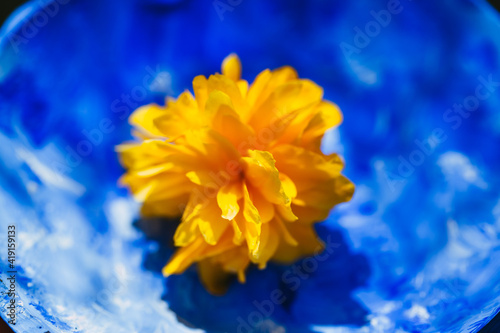 yellow flower on blue