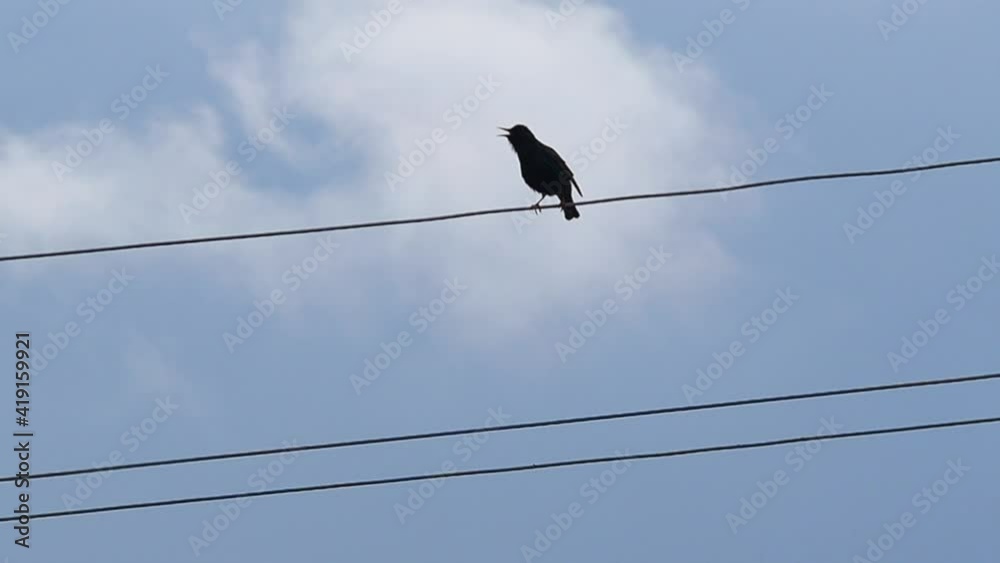 A bird sings while sitting on electric wires. Nature, birdlife. A bird sings while sitting on electric wires. Nature, birdlife.