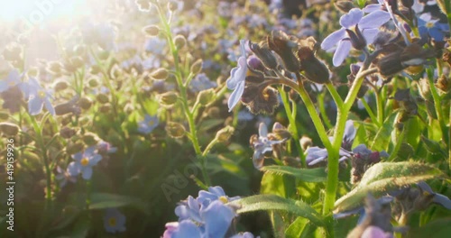 extreme close-up, detailed forget-me-nots with sun glare.