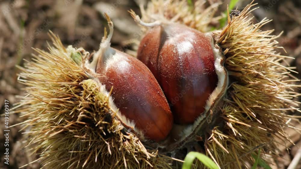 Chestnut Fruits in Hedgehog with Leaves on the ground Close Up in autumn before harvest Chestnut Fruits in Hedgehog with Leaves on the ground Close Up in autumn before harvest