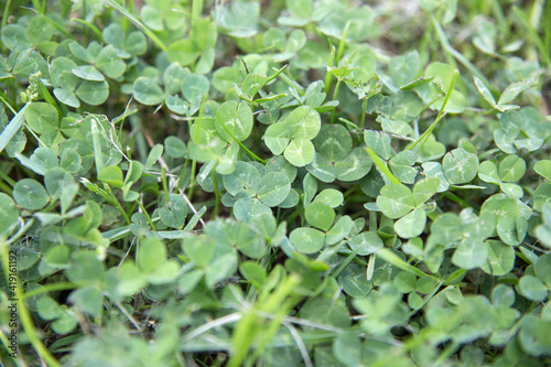 Clover field background.A symbol for St. Patrick's Day.