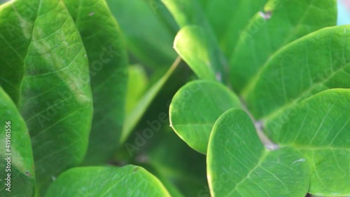 close up texture of greenish leaf leaves photo