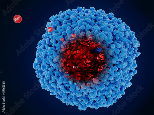 Fotografia Ferritin stores iron  in a ferric oxide core