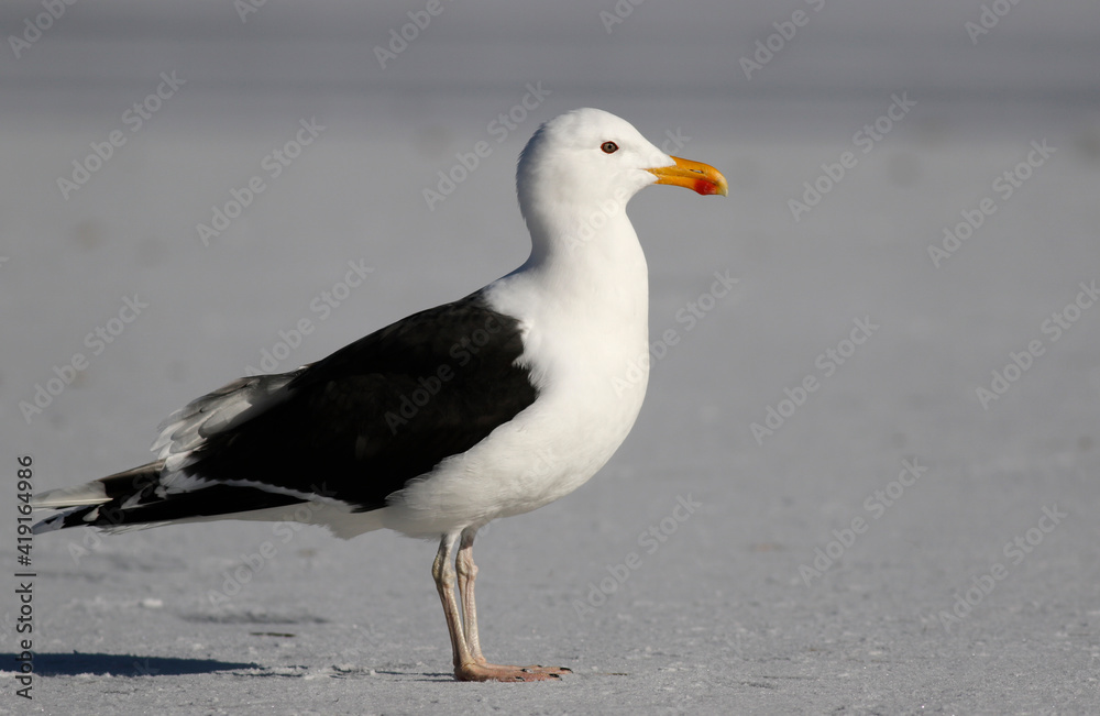 Obraz premium Great black-backed gull